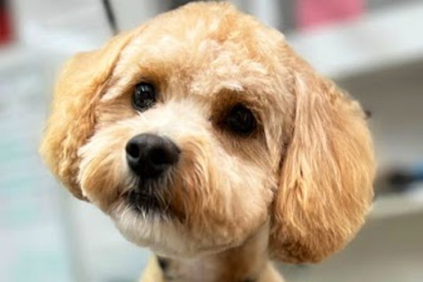 Photo associated with Spoilt Rotten Dog Groomer & Accessories
