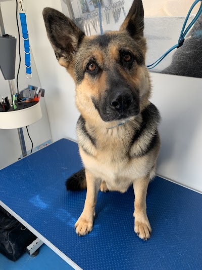 Photo associated with Barking Bath - Mobile Dog Groomer