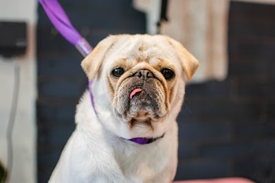 Photo associated with The Hound Ville Brighouse - Luxury Dog Grooming Spa