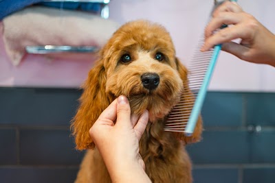Photo associated with The Hound Ville Brighouse - Luxury Dog Grooming Spa