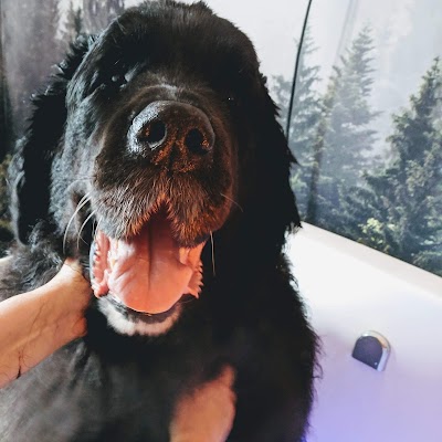 Photo associated with Teddy Bears luxury dog spa and grooming