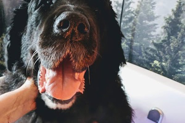 Photo associated with Teddy Bears luxury dog spa and grooming