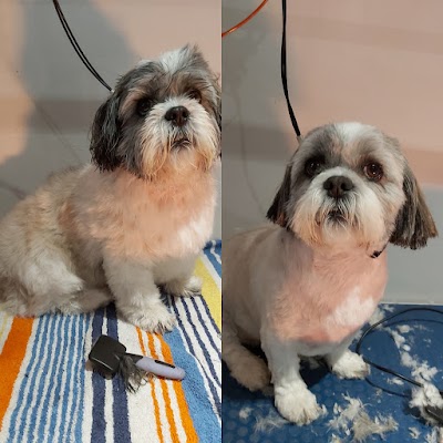 Photo associated with Teddy Bears luxury dog spa and grooming