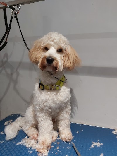 Photo associated with Teddy Bears luxury dog spa and grooming