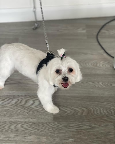 Photo associated with Posh Paws Pet Grooming
