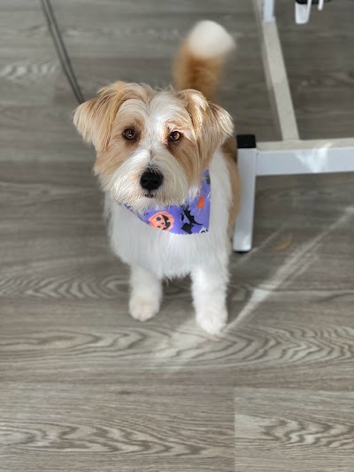 Photo associated with Posh Paws Pet Grooming