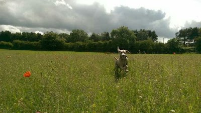 Photo associated with Dogstar Grooming