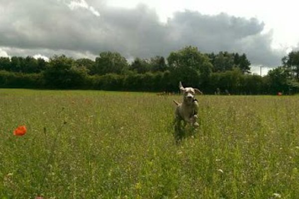 Photo associated with Dogstar Grooming