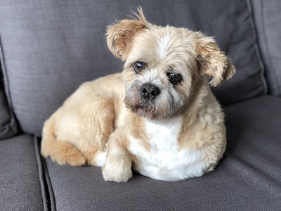 Photo associated with Dogstar Grooming