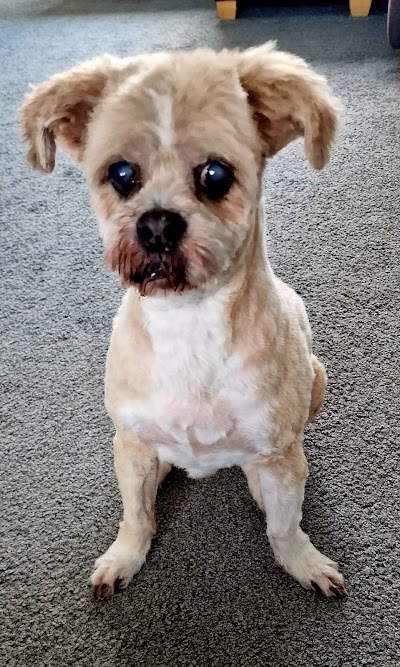 Photo associated with Dogstar Grooming