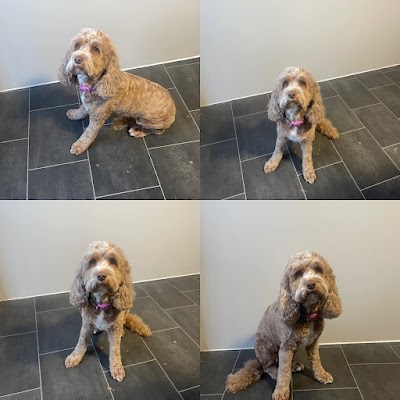 Photo associated with Barks & Bubbles Dog Grooming