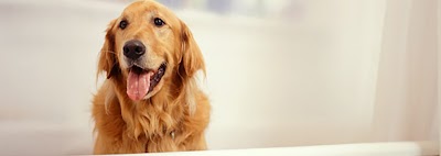 Photo associated with Barks & Bubbles Dog Grooming