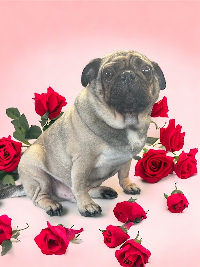 Photo associated with Barks & Bubbles Dog Grooming