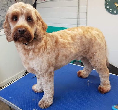 Photo associated with Fairy Tails Dog Groomers