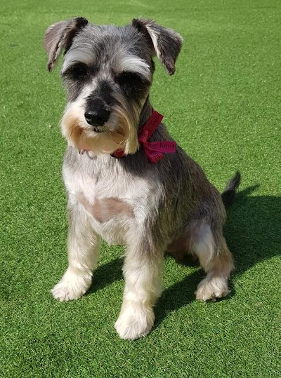 Photo associated with Fairy Tails Dog Groomers