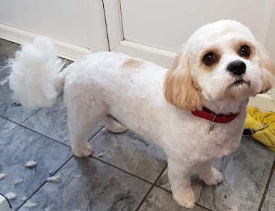 Photo associated with Fairy Tails Dog Groomers