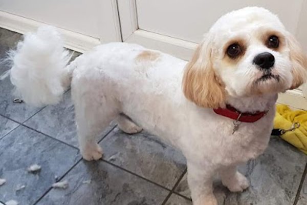 Photo associated with Fairy Tails Dog Groomers