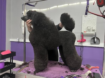 Photo associated with Pawfect Style Dog Grooming Academy