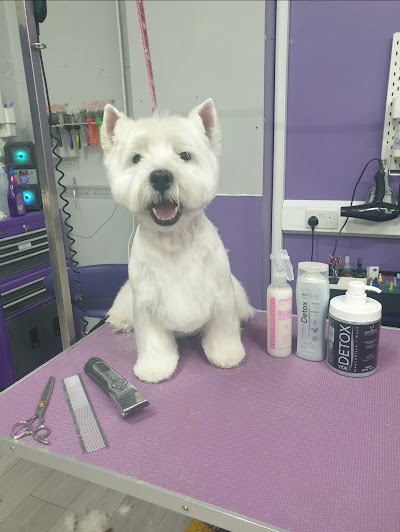 Photo associated with Pawfect Style Dog Grooming Academy