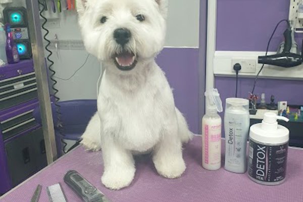 Photo associated with Pawfect Style Dog Grooming Academy