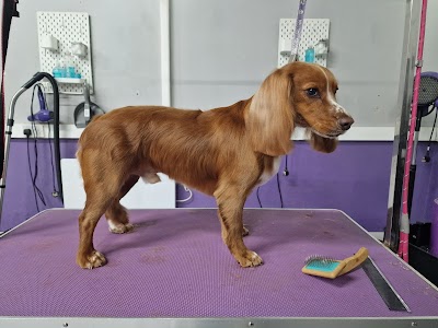 Photo associated with Pawfect Style Dog Grooming Academy