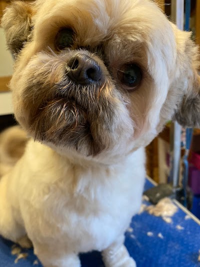 Photo associated with Teacher’s Pet Newark, Dog Grooming