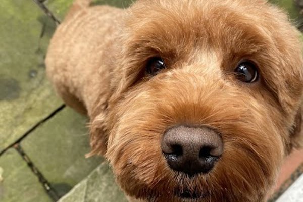 Photo associated with Teacher’s Pet Newark, Dog Grooming