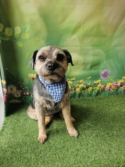 Photo associated with Rascals Dog Grooming