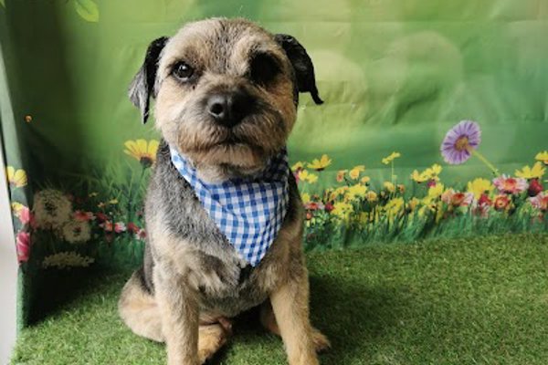 Photo associated with Rascals Dog Grooming