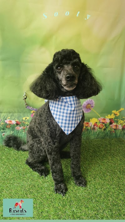 Photo associated with Rascals Dog Grooming