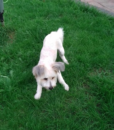 Photo associated with Fur-Doos Dog Grooming (ICMG Accredited Dog Groomers)