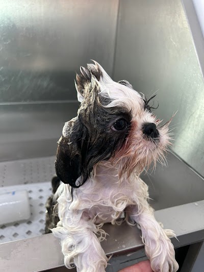 Photo associated with Royals Dog Grooming