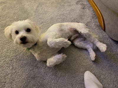 Photo associated with Royals Dog Grooming