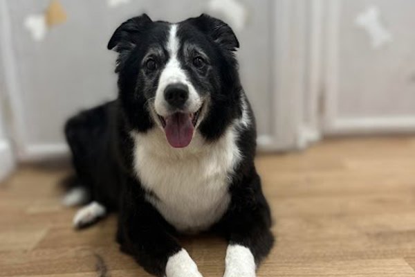 Photo associated with Royals Dog Grooming