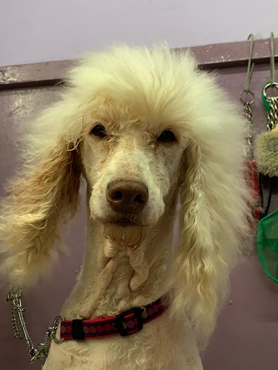 Photo associated with Doggy Style Groomers