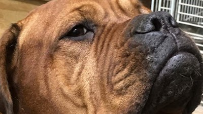Photo associated with Doggy Style Groomers