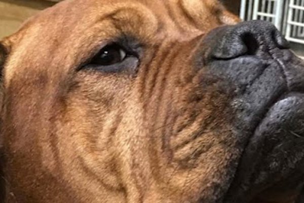 Photo associated with Doggy Style Groomers