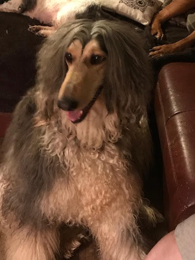 Photo associated with Doggy Style Groomers