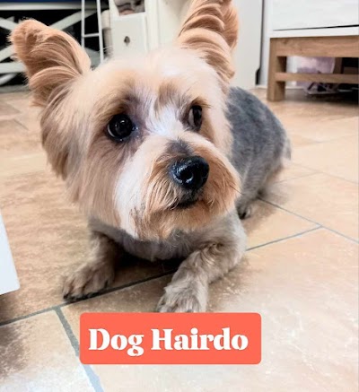 Photo associated with Dog Hairdo,Fernwood,Newark on trent,