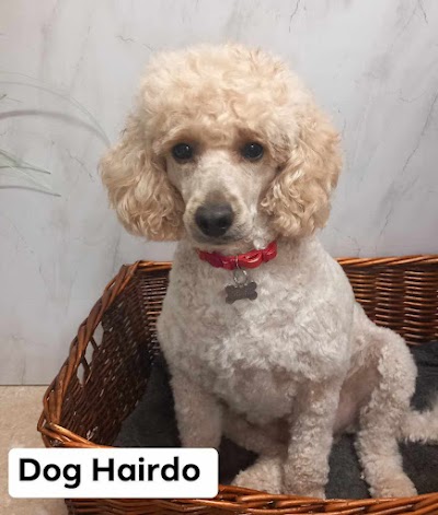 Photo associated with Dog Hairdo,Fernwood,Newark on trent,