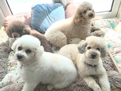 Photo associated with Dog Hairdo,Fernwood,Newark on trent,