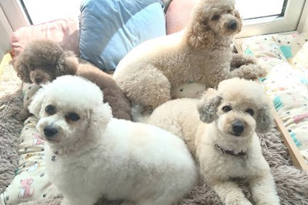 Photo associated with Dog Hairdo,Fernwood,Newark on trent,