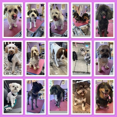 Photo associated with Wagamuffins Dog groomers