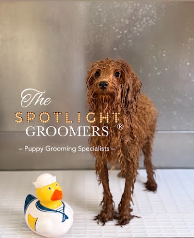 Photo associated with The Spotlight Groomers - Puppy & Dog Grooming Experts London