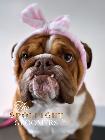 Photo associated with The Spotlight Groomers - Puppy & Dog Grooming Experts London