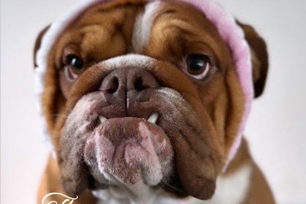 Photo associated with The Spotlight Groomers - Puppy & Dog Grooming Experts London