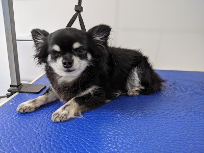 Photo associated with Clifton Dog Grooming