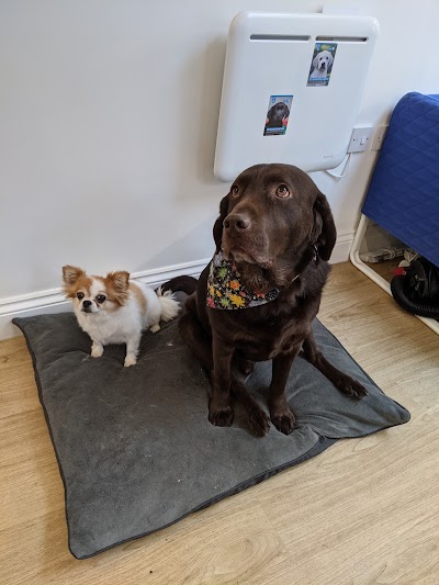 Photo associated with Clifton Dog Grooming