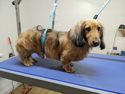 Photo associated with Clifton Dog Grooming