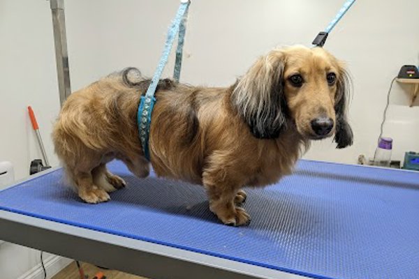 Photo associated with Clifton Dog Grooming